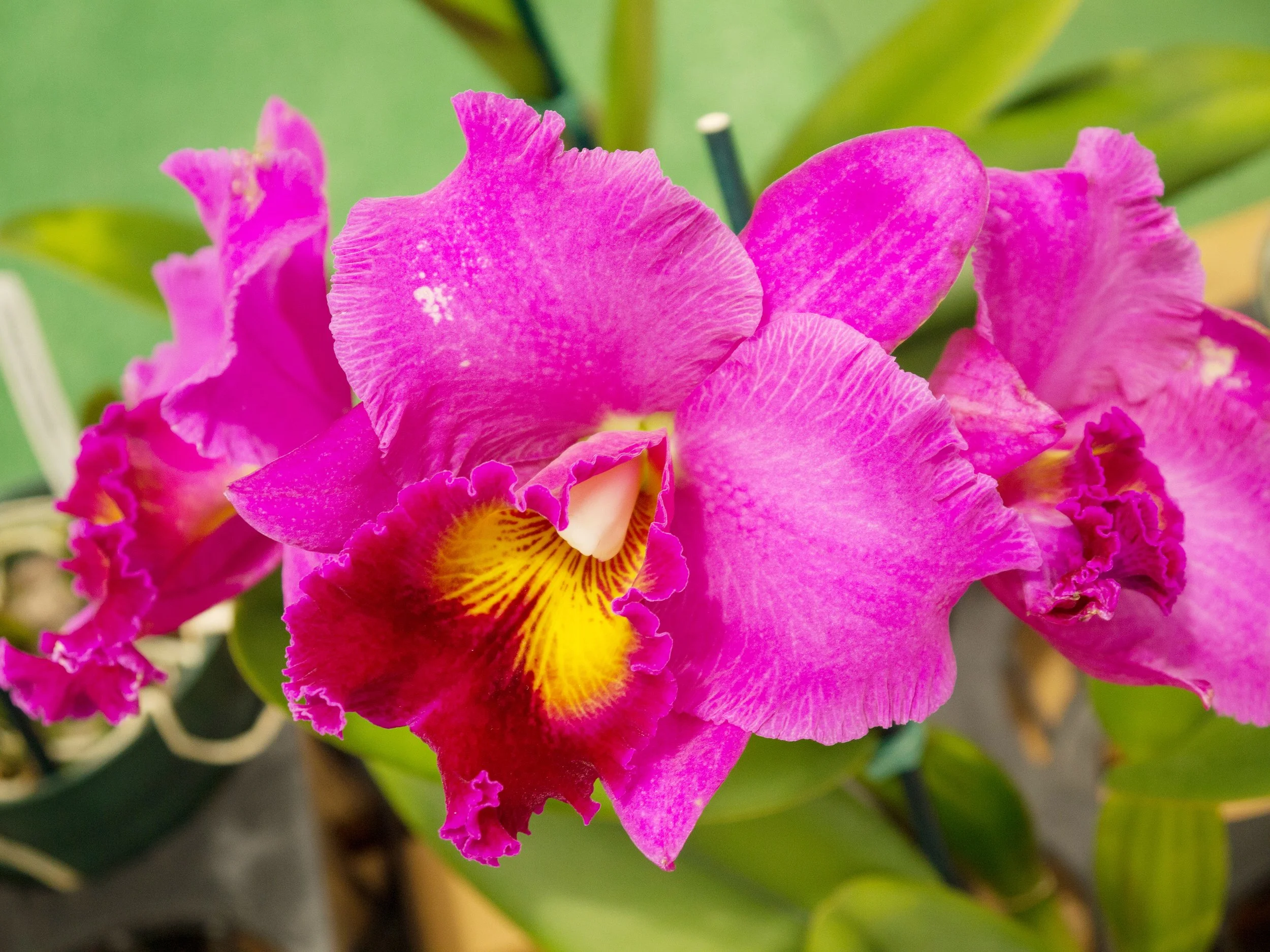 Rlc. Mem.Helen Kyrcz 'Volcano Queen'
